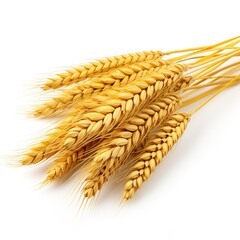 Wheat ears isolated on transparent white background