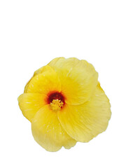 yellow flower isolated on white