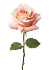 photo realistic overhead single rose flowerhead isolated on a white background