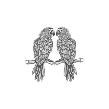 hand-drawn two parrot design, illustration, white background, retro style