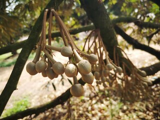 Durian flowers, durian trees are blooming, durian flowers are formed in groups, when the time...