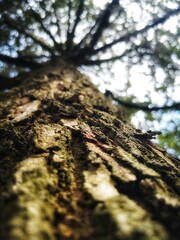 Durian tree, tree, large growing durian tree with many branching branches.