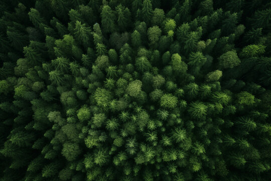 Aerial view of forest green trees, woodland,top view © song