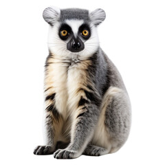 Portrait of Lemur animal, isolated on transparent or white background