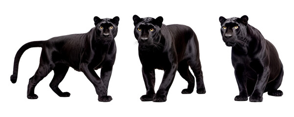 Set of Black panther multi pose, isolated on transparent or white background - obrazy, fototapety, plakaty