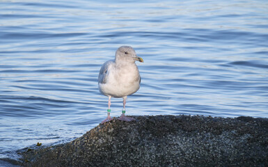 Seagull on a beach near the Lions Gate Bridge at Stanley Park in Vancouver, British Columbia, Canada