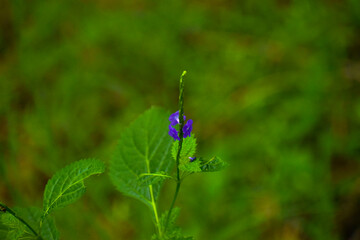 butterfly on a flower