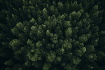 Naklejka na ściany i meble Aerial view of forest green trees, woodland,top view