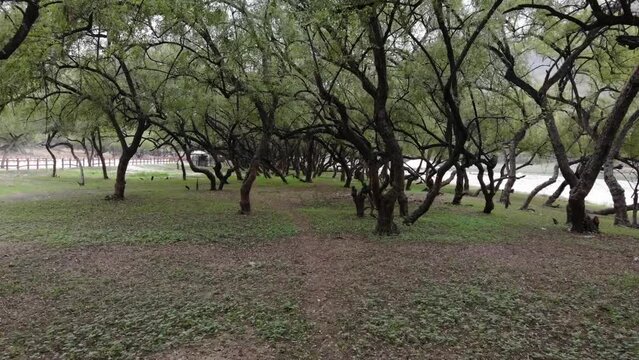 Magnificent landscape in the forest park of Wadi Darbat in Salalah, Oman