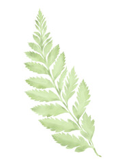 Fototapeta premium Leaf watercolor illustration