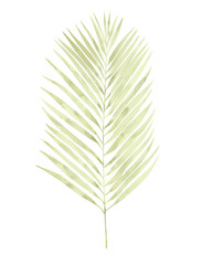 Leaf watercolor illustration