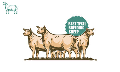TEXEL CROSS BREED SHEEP LOGO, silhouette of best sheep for meat vector illustrations