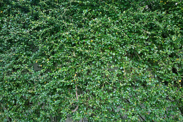 Green leaves wall background, background is beautiful leaves
