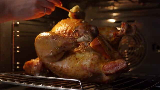 cooking roasted stuffed turkey in kitchen oven, woman preparing thanksgiving or christmas holiday dinner