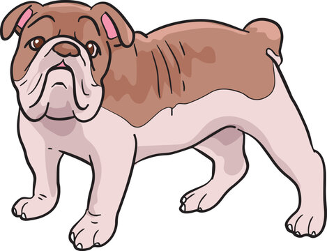 Bulldog Pitbull Wild Animal Vector Illustration