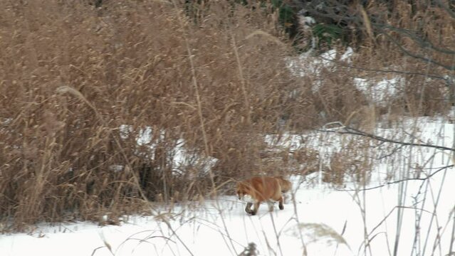 雪で覆われた湖岸を歩く1匹のキタキツネ