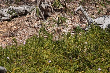 Young feral European rabbit (Oryctolagus cuniculus) feeding on snakebush plant in Australian native garden