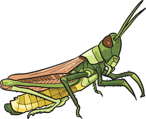 Grasshopper Insect Wild Animal Vector Illustration