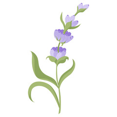 Delicate lavender flower in flat style. Vector illustration isolated on white background.