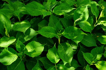 Fototapeta na wymiar A variety of green leaves and herbs.