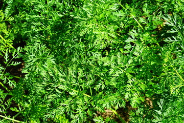 A variety of green leaves and herbs.
