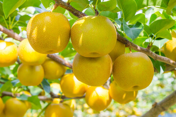 果樹園に実った梨の果実 鳥取県 赤梨