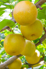 果樹園に実った梨の果実 鳥取県 赤梨