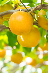 果樹園に実った梨の果実 鳥取県 赤梨