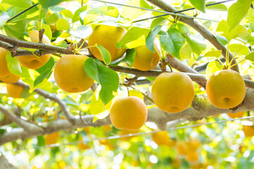 果樹園に実った梨の果実 鳥取県 赤梨
