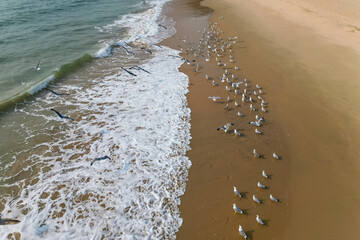 a flock of white small birds on the seashore on the sand view fron top drone in Goa