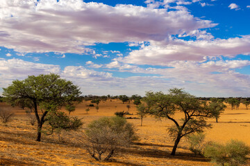 Obraz premium Arid Kalahari Landscape with clouds, near Gharagab in the Kgalagadi Transfrontier Park