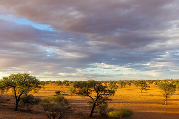 Obraz premium Arid Kalahari Landscape with dunes and clouds, near Gharagab in the Kgalagadi Transfrontier Park