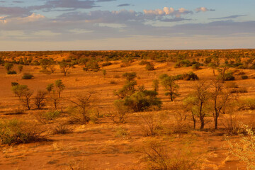 Fototapeta premium Arid Kalahari Landscape with dunes and clouds, near Gharagab in the Kgalagadi Transfrontier Park