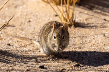 Four-striped grass mouse (Streepmuis) (Rhabdomys pumilio) at Lijersdraai picnic site in the Kgalagadi Transfrontier Park in the Kalahari