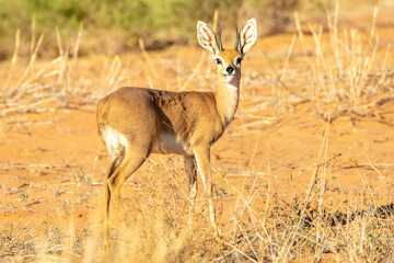 Steenbok (Raphicerus campestris) in the Kgalagadi Transfrontier Park