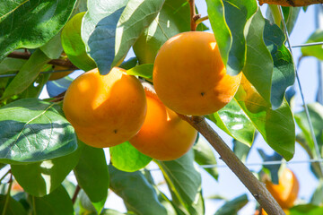 果樹園に実った柿の果実 鳥取県 輝太郎柿