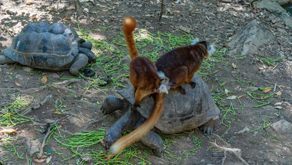 Two female lemurs Eulemur macaco perched on a large turtle. Brown furry animals with white tufts on...