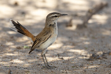 Kalahari scrub robin (Kalahari wipstert) (Cercotricha paena) at Auchterlonie, Nossob, Auob, in the Kgalagadi Transfrontier Park, Kalahari