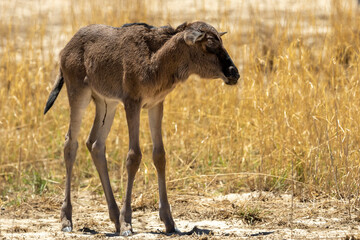 Naklejka na ściany i meble A very young Blue wildebeest calf (Blouwildebees) (Connochaetes taurinus) approaching the water hole at Cubitje Quap in the Kgalagadi Transfrontier Park, Kalahari