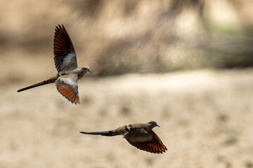 Namaqua Dove (Namakwaduifie) (Oena capensis) in flight at Kij Kij in the Kgalagadi Transfrontier Park in the Kalahari
