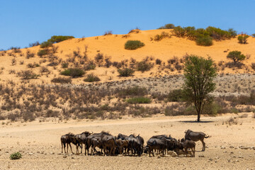 Fototapeta na wymiar Arid Kalahari Landscape with dunes and clouds, near Gharagab in the Kgalagadi Transfrontier Park