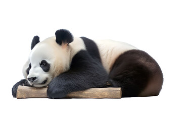 PNG image of giant panda 