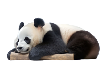 PNG image of giant panda