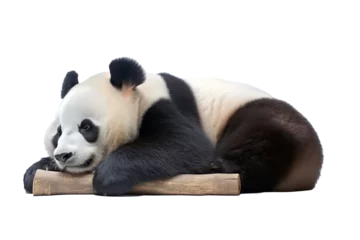 Poster PNG image of giant panda  © Syahrul