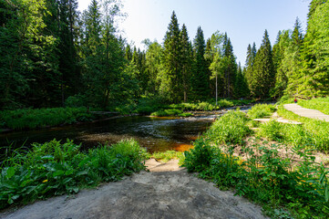 Fototapeta premium A variety of summer forest landscapes with rivers.