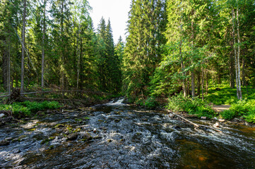 A variety of summer forest landscapes with rivers.