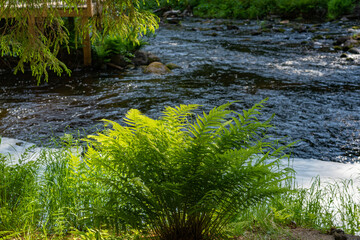 A variety of summer forest landscapes with rivers.