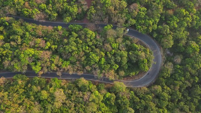 Aerial view of a road in tropical forest palm trees around