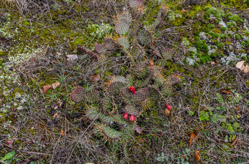 wild prickly pear fruits in the forest on Mount Mtatsminda (Tbilisi, Georgia) 
