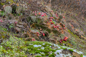 Fototapeta premium wild prickly pear fruits in the forest on Mount Mtatsminda (Tbilisi, Georgia) 